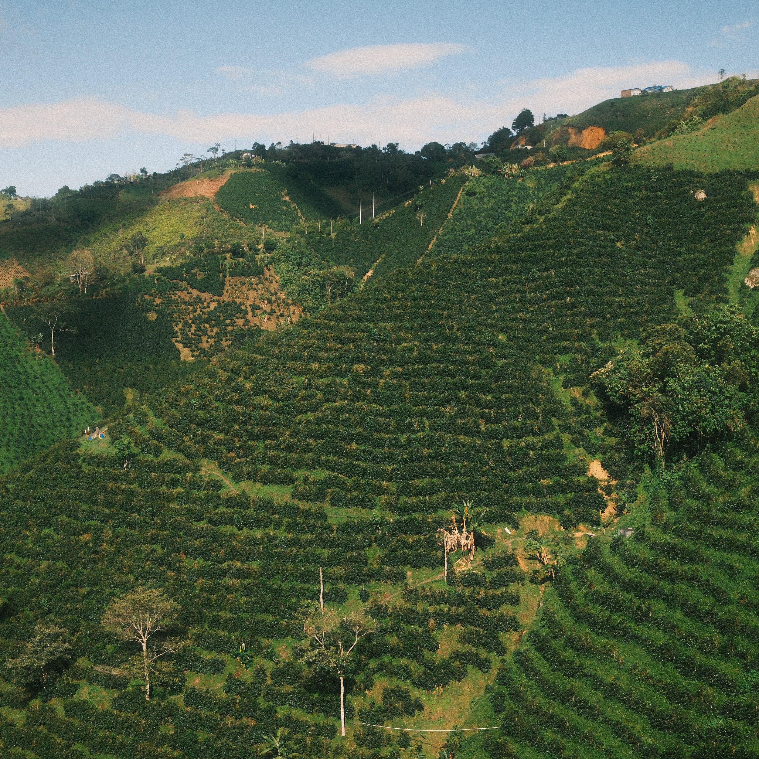 Colombia - Las Flores Red Bourbon - Image 3