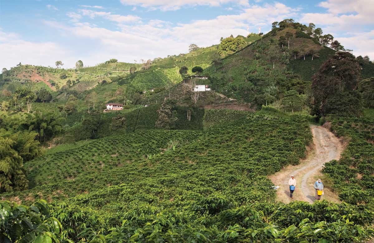 Descafeinado Colombia - No molestar ☾ - Image 3