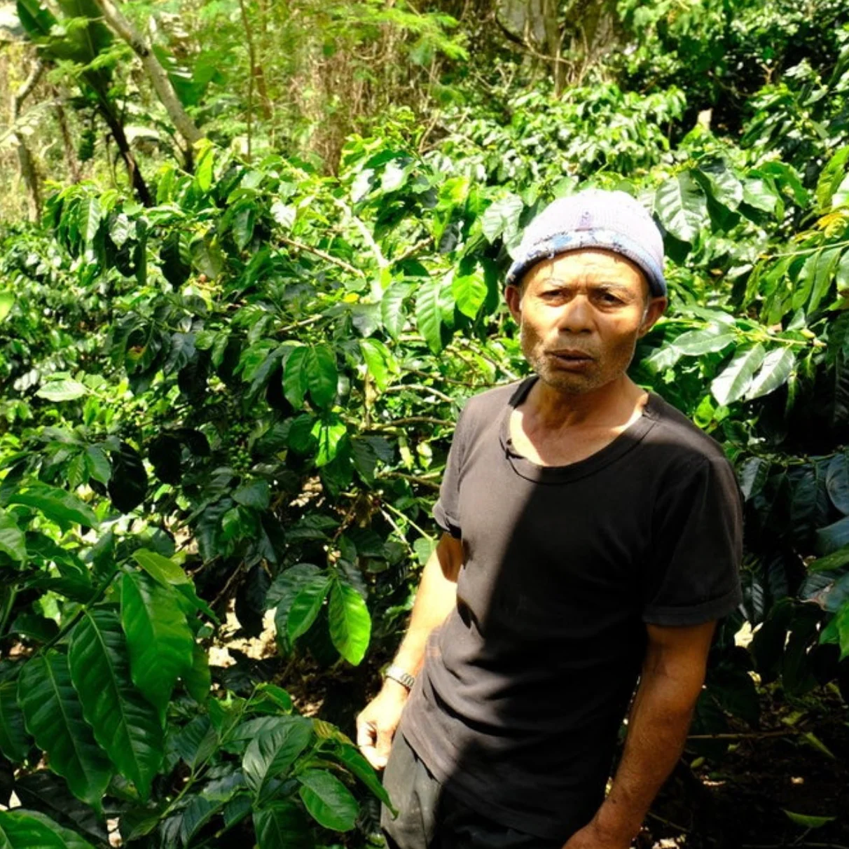 Indonesia - Sesongot Winey - Image 3