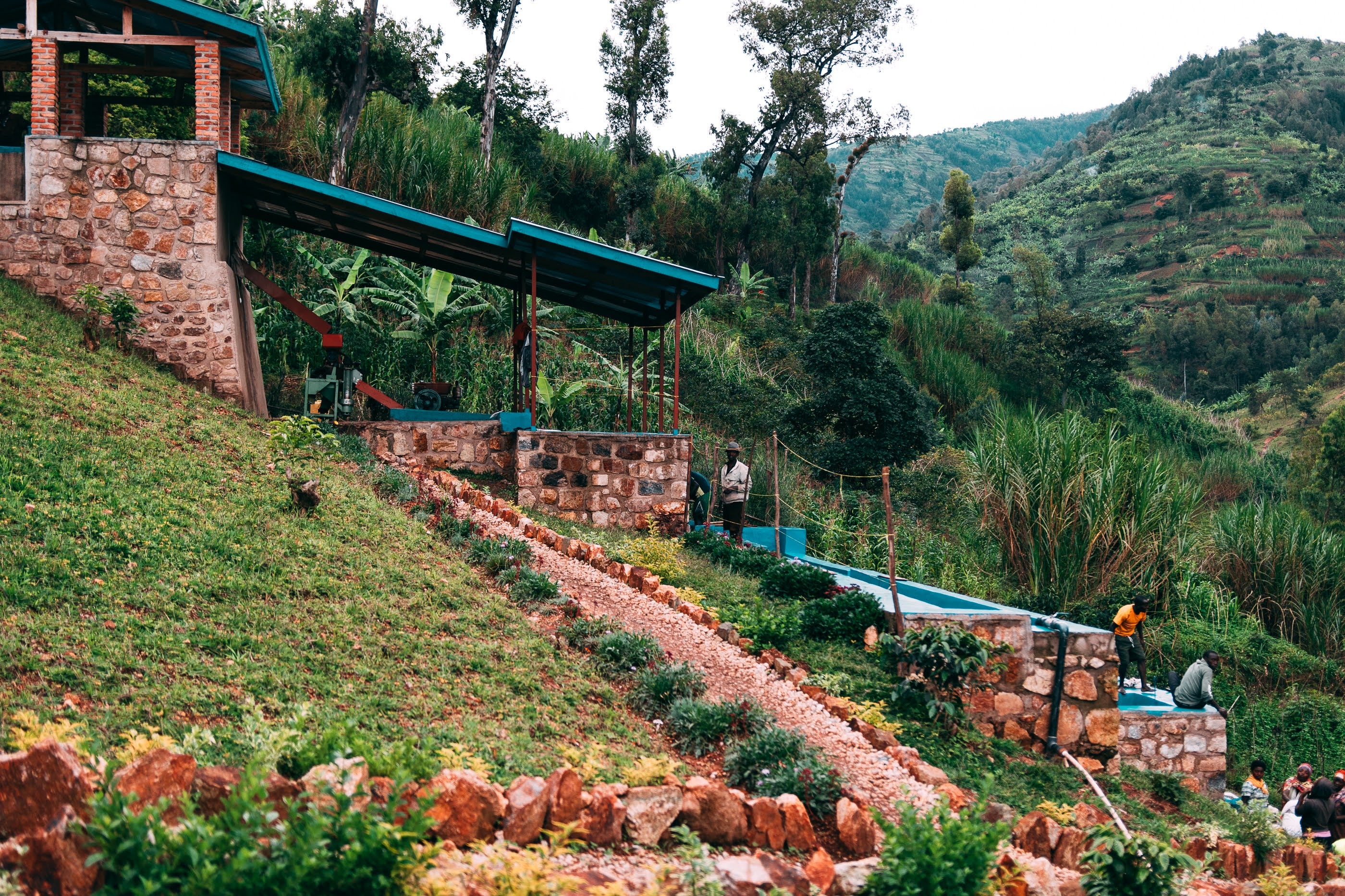 Ruanda - Kilimbi (Lavado) - Image 12