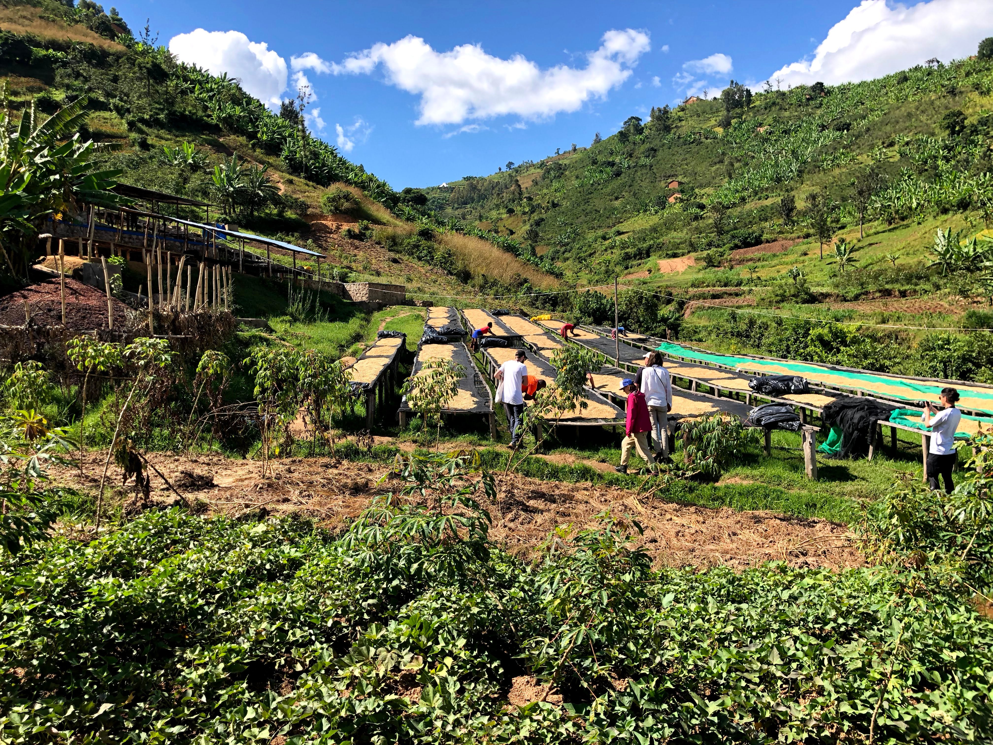 Ruanda - Kilimbi (Lavado) - Image 13