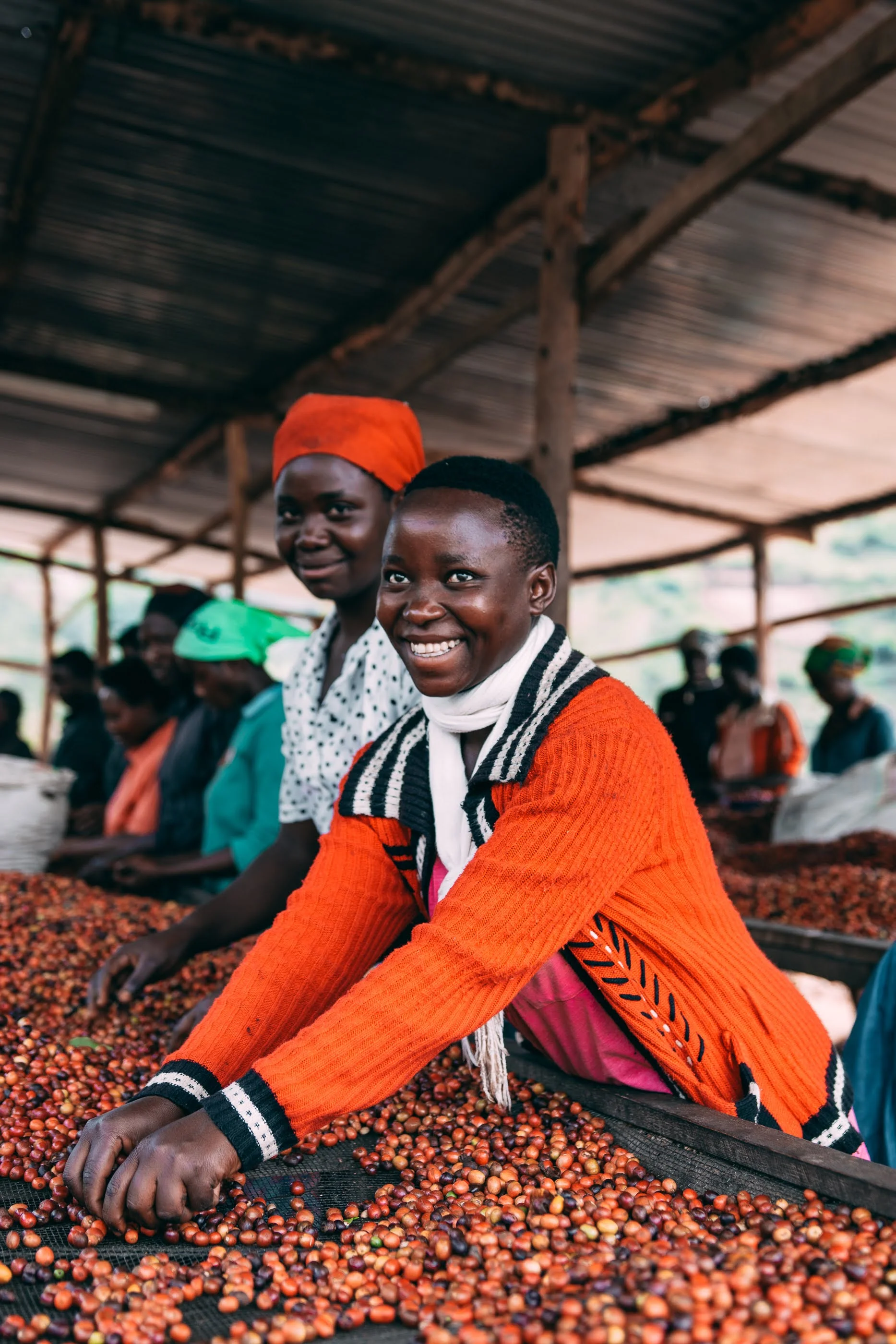 Ruanda - Kilimbi (Lavado) - Image 8