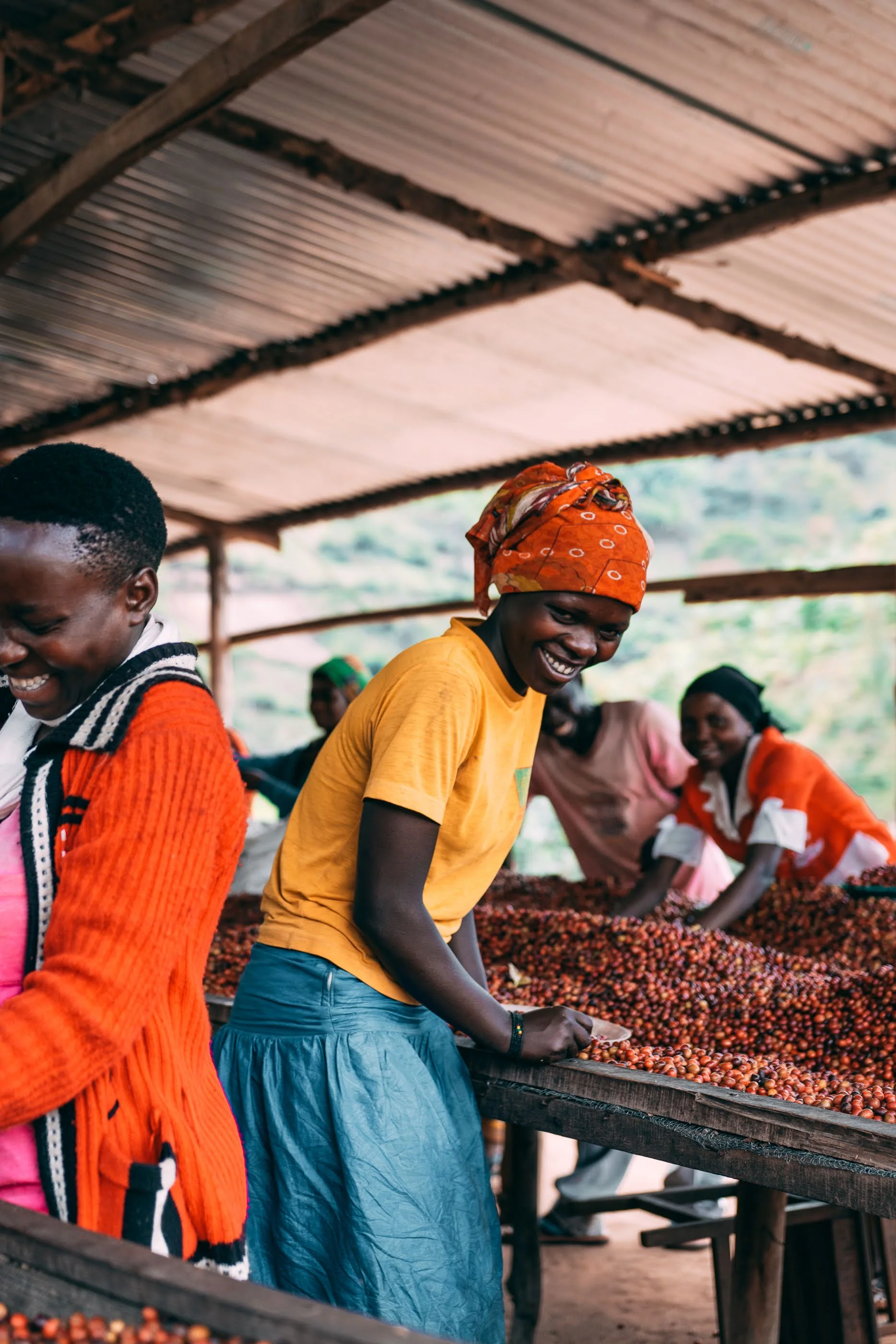 Ruanda - Kilimbi (Lavado) - Image 10