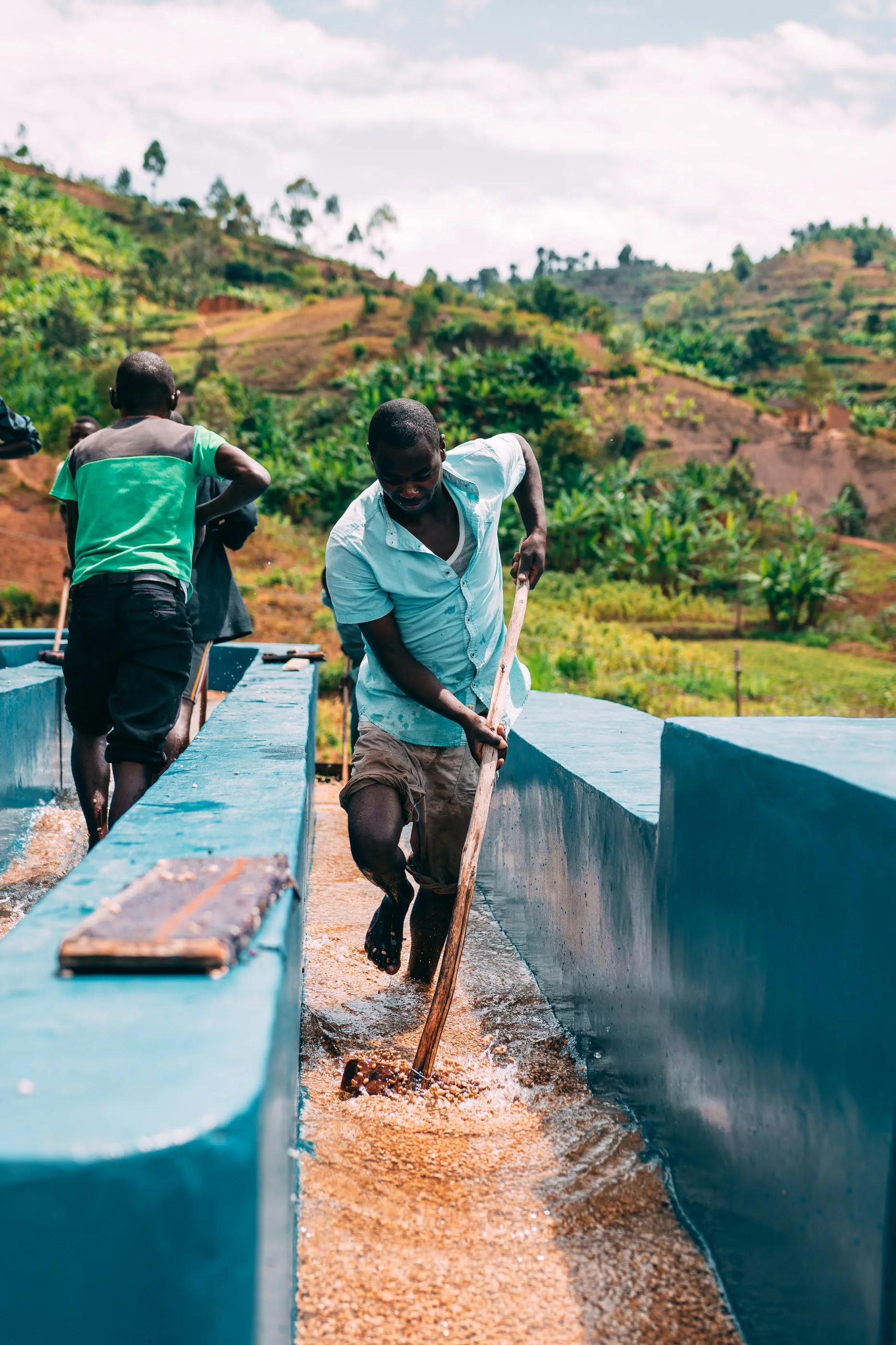 Ruanda - Kilimbi (Lavado) - Image 6